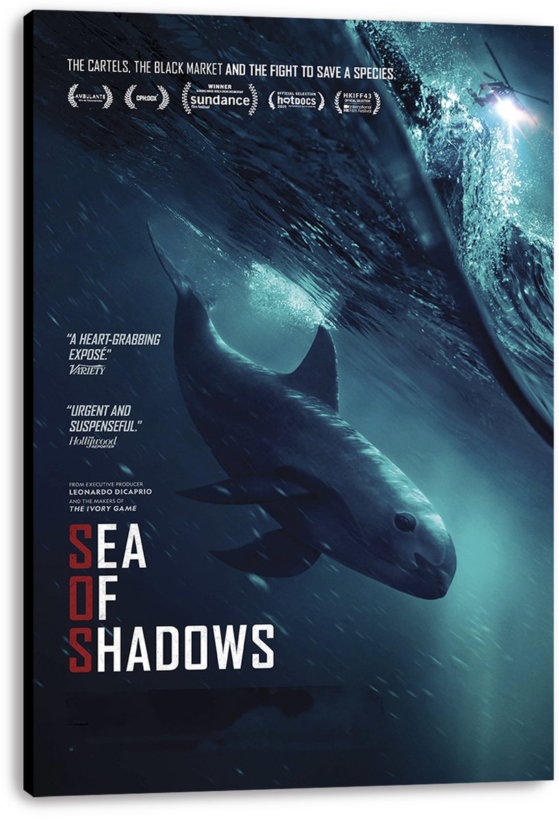 Sea of Shadows Vaquita Decorative Painting (paper and canvas) art poster printing print
