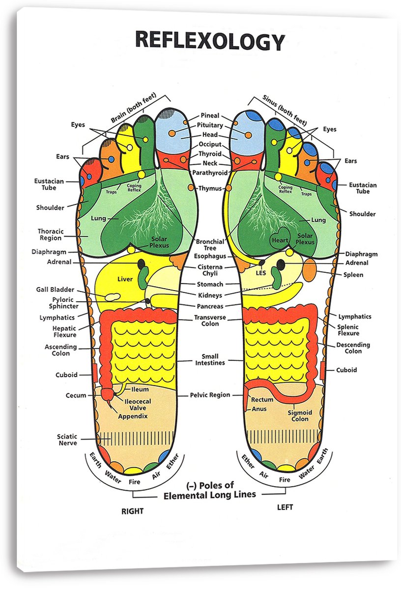 Reflexology Foot Chart Decorative Painting (paper and canvas) art poster printing print