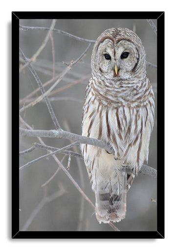 Wooden Framed Canvas