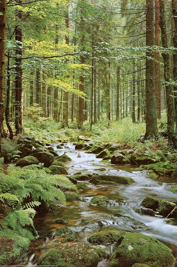 Wall Poster Forest Creek Print B0CJ5TW7WZ