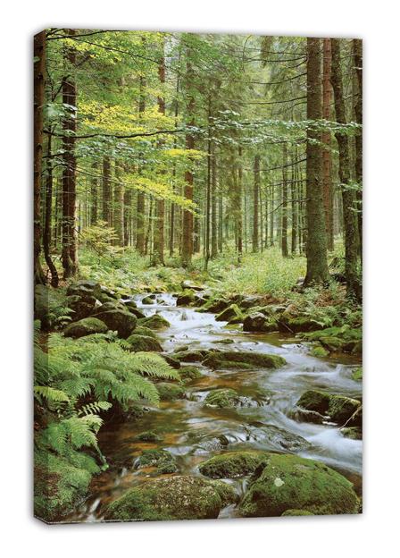 Wall Poster Forest Creek (Paper and Canvas) Art Poster Printing Print