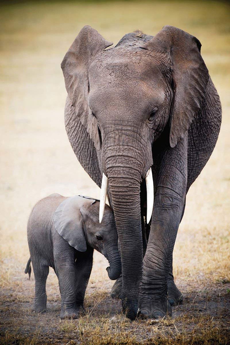 Mother and Baby Elephant Decorative Painting (paper and canvas) art poster printing print